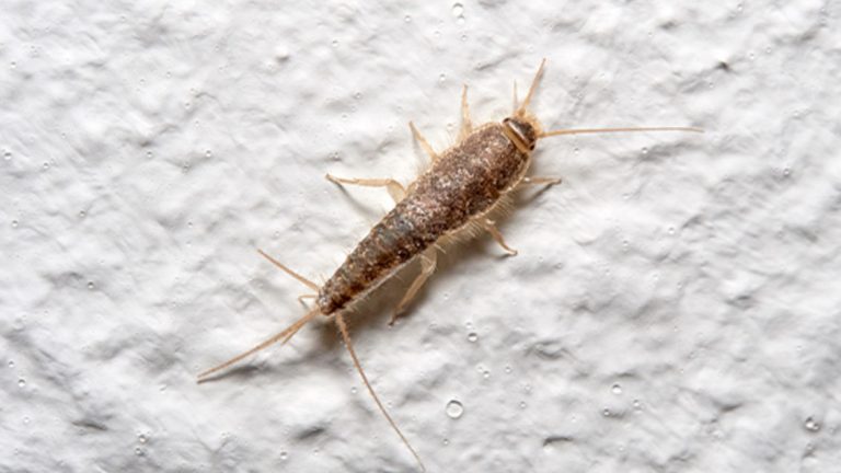Traças de parede: o que são e como eliminar infestações em casa ...